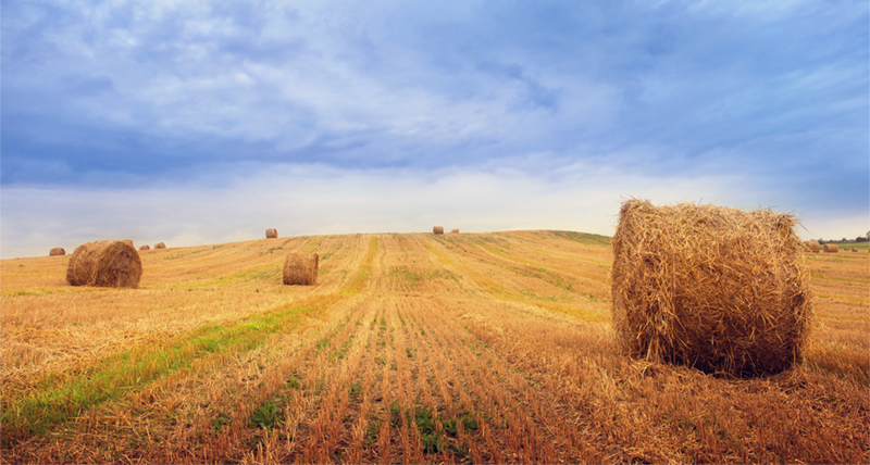 Agriculture